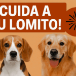 Cómo proteger a tu perro del miedo a los fuegos artificiales: 8 consejos esenciales